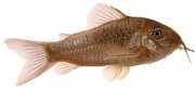 Corydoras aeneus Метални кори�...