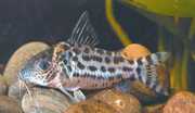 Corydoras agassizi Цоридорас Агассизи