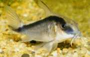 Corydoras arcuatus Арвед Цоридо�...