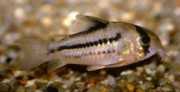 Corydoras axelrodi Цоридорас д'а...