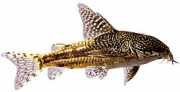 Corydoras barbatus Цоридорас Цх�...
