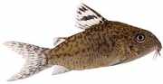 Corydoras elegans Наоружани ко�...