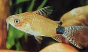 Corydoras guapore Цоридорас ду ...