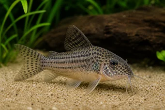 Corydoras guapore (Цоридорас ду Рио Гуапоре)