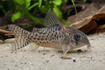 Corydoras latus (Цоридорас са размишљањем)