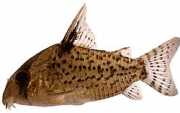Corydoras leucomelas Цоридорас ле�...