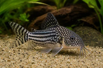 Corydoras leucomelas (Цоридорас леуцомелас)