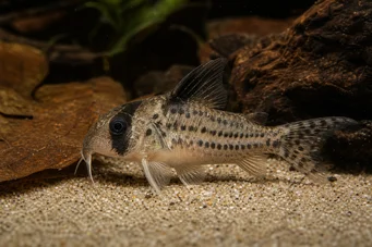 Corydoras melanistius Цоридорас, багер, чишћење даме