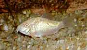 Corydoras paleatus albin... Цоридорас Па�...