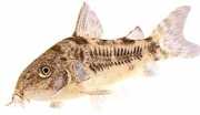 Corydoras paleatus Паприкаст