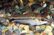Corydoras pygmaeus Пигми Цоридо�...