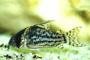 Corydoras schwartzi Цоридорас са ...