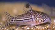 Corydoras trilineatus Три -Банд Цор�...