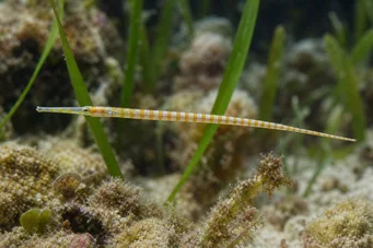 Corythoichthys flavofasciastus (Жута бандефисх риба)