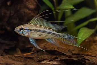 Crenicara filamentosa (Грид Цицхлид)