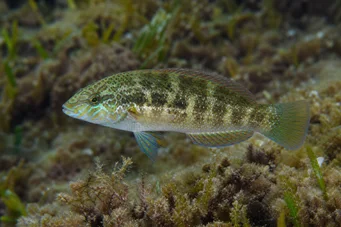 Crenilabrus melops Мелопс цредлабре
