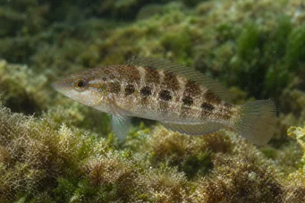 Crenilabrus quinquemaculatus Пет-трака
