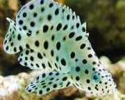 Cromileptes altivelis Мероу а хауте...