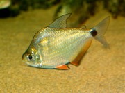 Ctenobrycon spilurus hauxwellianus Цхарацин са високим леђима