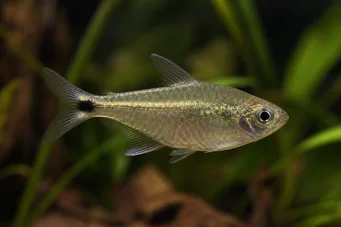 Ctenobrycon spilurus hauxwellianus (Цхарацин са високим леђима)