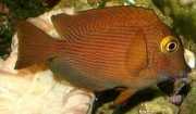 Ctenochaetus strigosus Коле