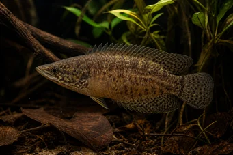 Ctenopoma oxyrhynchus (Паун)
