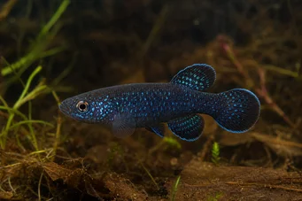 Cynolebias nigripinnis (Аргентински бисер са црним перајима)