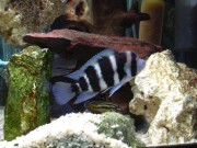 Cyphotilapia frontosa blue zaire moba Фронтоса Блуе Заире Моба