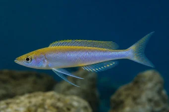 Cyprichromis leptosoma (Ципрацхромис лептосома)