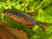 Danio margaritatus Данио Галаки