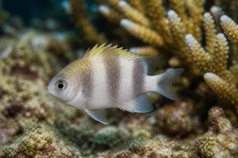 Dascyllus carneus Дасциллус Царнеус