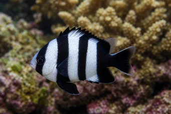 Dascyllus melanurus (Црно-таилова дама)