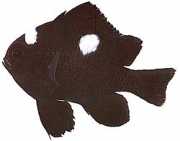 Dascyllus trimaculatus Три тачке