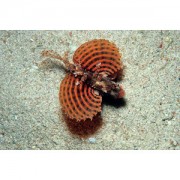 Dendrochirus brachypteru... Патуљак