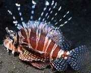 Dendrochirus zebra Патуљак