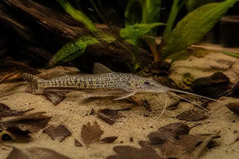 Dianema longibarbis Портхоле сома
