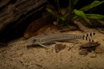 Dianema urostriata Пругасте