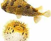 Diodon holocanthus Трновити пух�...