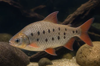 Distichodus decemmaculatus Дварф Дистицходус