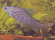 Distichodus notospilus ДИСТИЦХНЕСС-�...