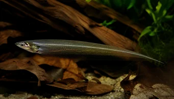 Eigenmannia virescens Стаклене ножеве рибе
