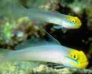 Eleotrides strigatus Силки Гобиа Б...