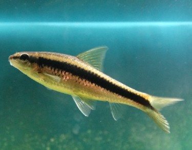 Epalzeorhynchus siamensi... Сијамски вол�...