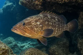 Epinephelus marginatus Звекозе