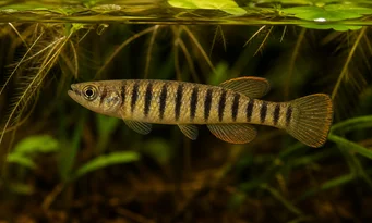 Epiplatys fasciolatus Епиплатис Фасциолатус