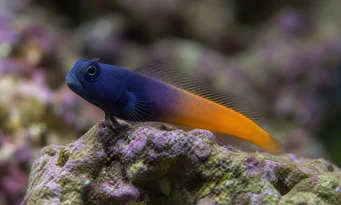 Escenius bicolor Двополан