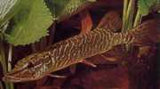 Esox lucius Европа штука
