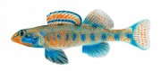 Etheostoma obama Обама Поле
