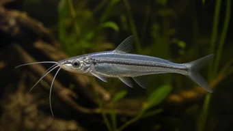Eutropiellus debauwi Еутропиеллус Дебауви
