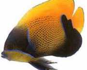 Euxiphipops navarchus Јапански дог�...